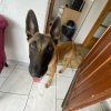 Images de profil de Charlie - Blooming Pets - Petsitting et garde d'animaux à domicile