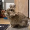 Images de profil de Charlie - Blooming Pets - Petsitting et garde d'animaux à domicile