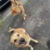 Images de profil de Charlie - Blooming Pets - Petsitting et garde d'animaux à domicile