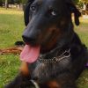 Images de profil de Charlie - Blooming Pets - Petsitting et garde d'animaux à domicile