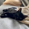 Images de profil de Charlie - Blooming Pets - Petsitting et garde d'animaux à domicile