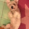 Images de profil de Charlie - Blooming Pets - Petsitting et garde d'animaux à domicile
