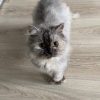 Images de profil de Charlie - Blooming Pets - Petsitting et garde d'animaux à domicile