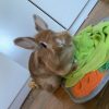 Images de profil de Charlie - Blooming Pets - Petsitting et garde d'animaux à domicile