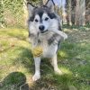 Images de profil de Charlie - Blooming Pets - Petsitting et garde d'animaux à domicile