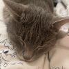 Images de profil de Maty - Blooming Pets - Petsitting et garde d'animaux à domicile