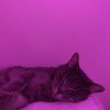 Images de profil de Maty - Blooming Pets - Petsitting et garde d'animaux à domicile