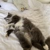 Images de profil de Maty - Blooming Pets - Petsitting et garde d'animaux à domicile