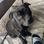 Napoleon Mon Chien  Staffordshire Bull Terrier Mâle - Garde d'animaux à domicile