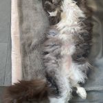 Jetlag Mon Chat  Maine Coon Mâle - Garde d'animaux à domicile