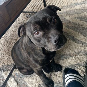 Images de profil de yuna - Blooming Pets - Petsitting et garde d'animaux à domicile