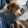 Images de profil de Zoé - Blooming Pets - Petsitting et garde d'animaux à domicile